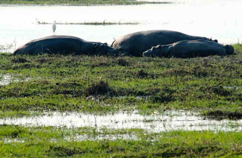 61 - Botswana - hipopotamos - parque nacional de Chobe